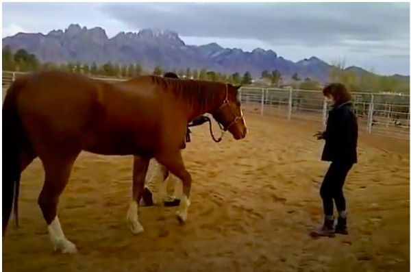 Grace Ann working with horses
